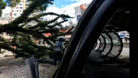 Árvore cai sobre estação-tubo na Praça Rui Barbosa e mobiliza equipes no Centro de Curitiba