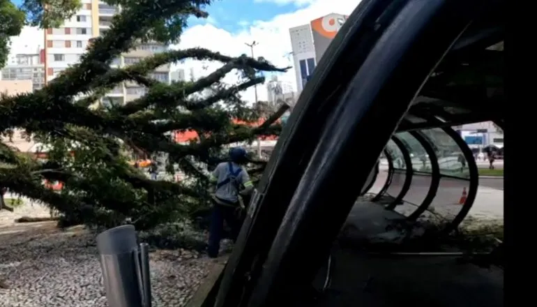 Árvore cai sobre estação-tubo na Praça Rui Barbosa e mobiliza equipes no Centro de Curitiba
