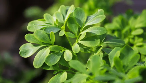 Arruda: 4 benefícios da planta para a espiritualidade