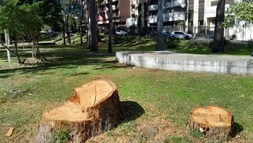 prefeitura de curitiba corta árvores no bairro portão