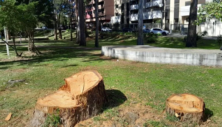 Prefeitura aponta risco de queda e corta oito árvores em praça de Curitiba