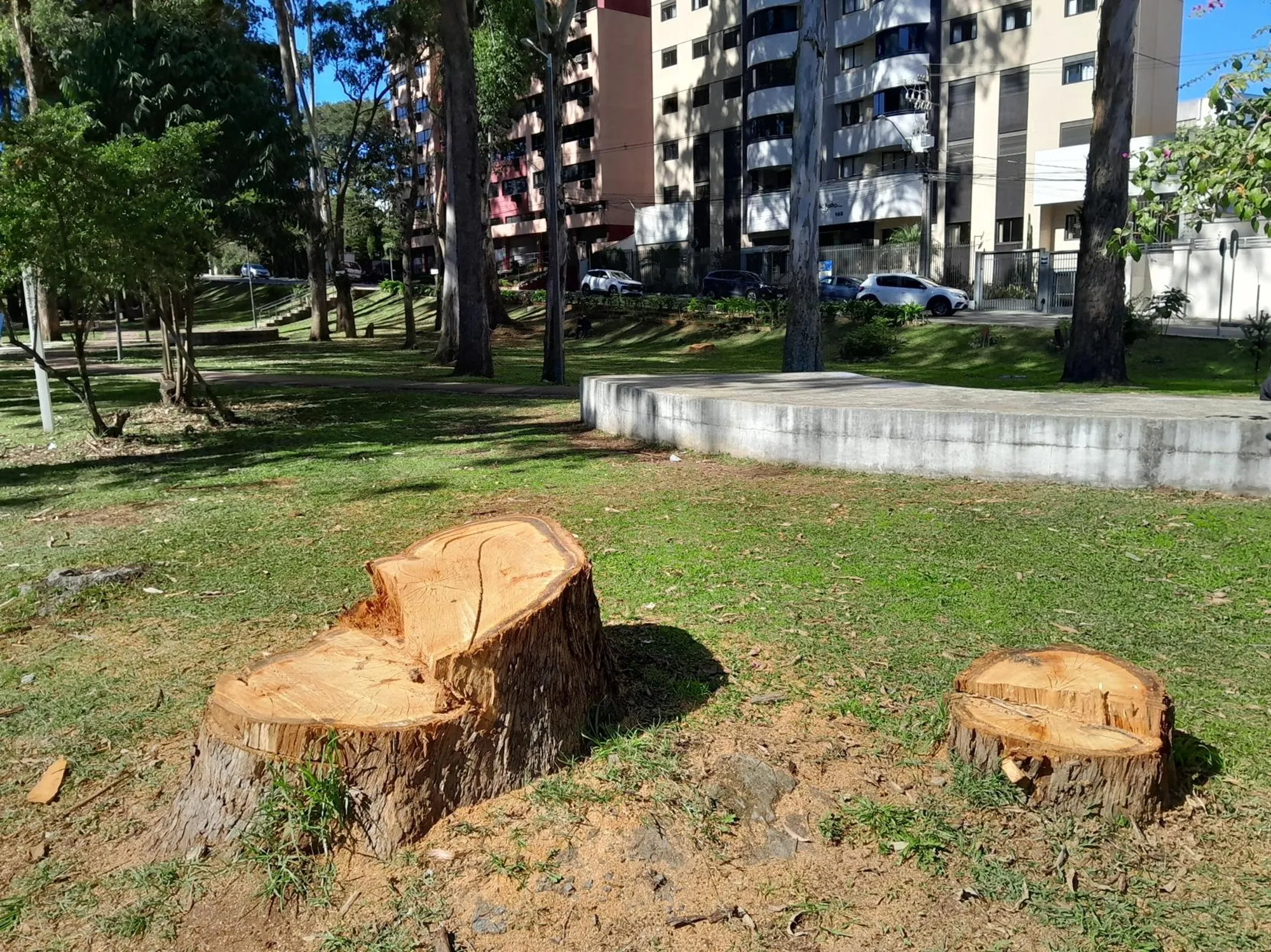 prefeitura de curitiba corta árvores no bairro portão