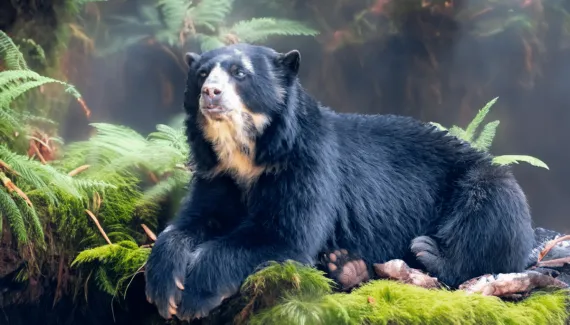 Urso-de-óculos: 7 curiosidades sobre o único urso nativo da América do Sul 