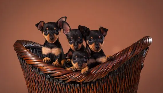Vai adotar um pinscher? Veja 20 nomes inspirados em filmes e séries