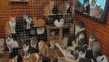 UFPR busca adotantes para 25 gatos resgatados em Superagui