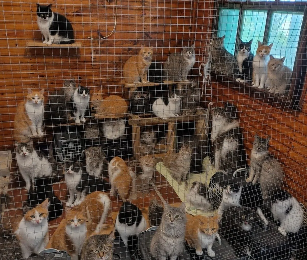 UFPR busca adotantes para 25 gatos resgatados em Superagui
