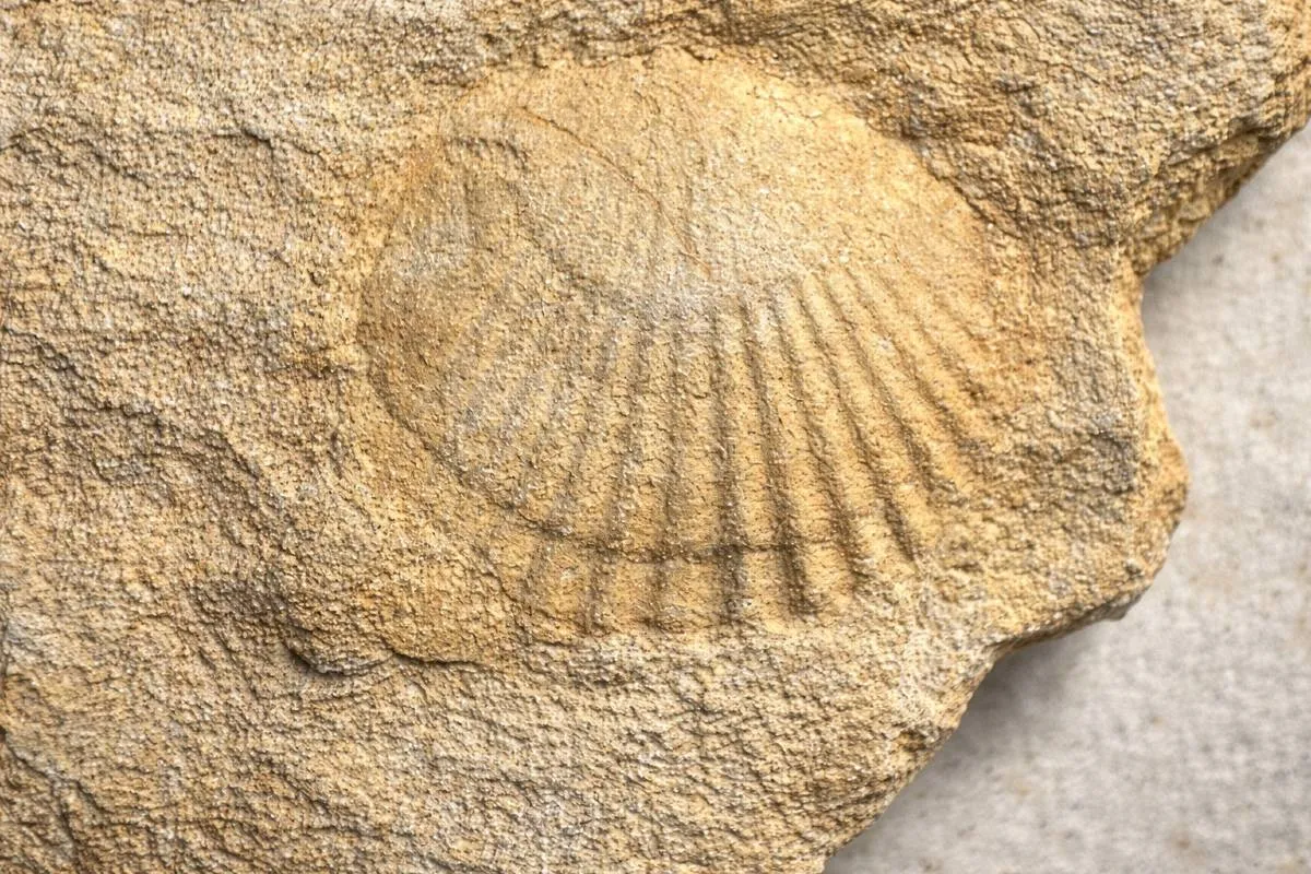 Impressão fossilizada de concha marinha pré-histórica em rocha amarelada.