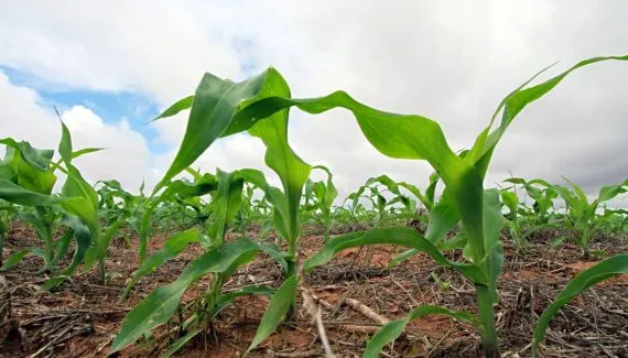 Gigante do agronegócio assume novas estruturas em cinco cidades do PR