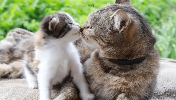 8 dicas para apresentar um filhote para um gato mais velho 