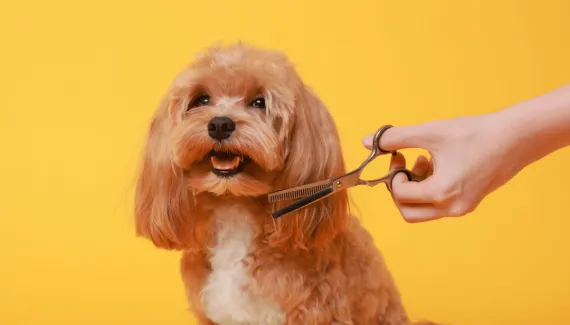 9 cuidados importantes ao levar o cachorro para tosar 