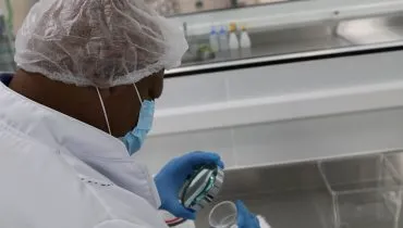 Curitiba vai liberar Aedes aegypti com bactéria para frear a transmissão da dengue