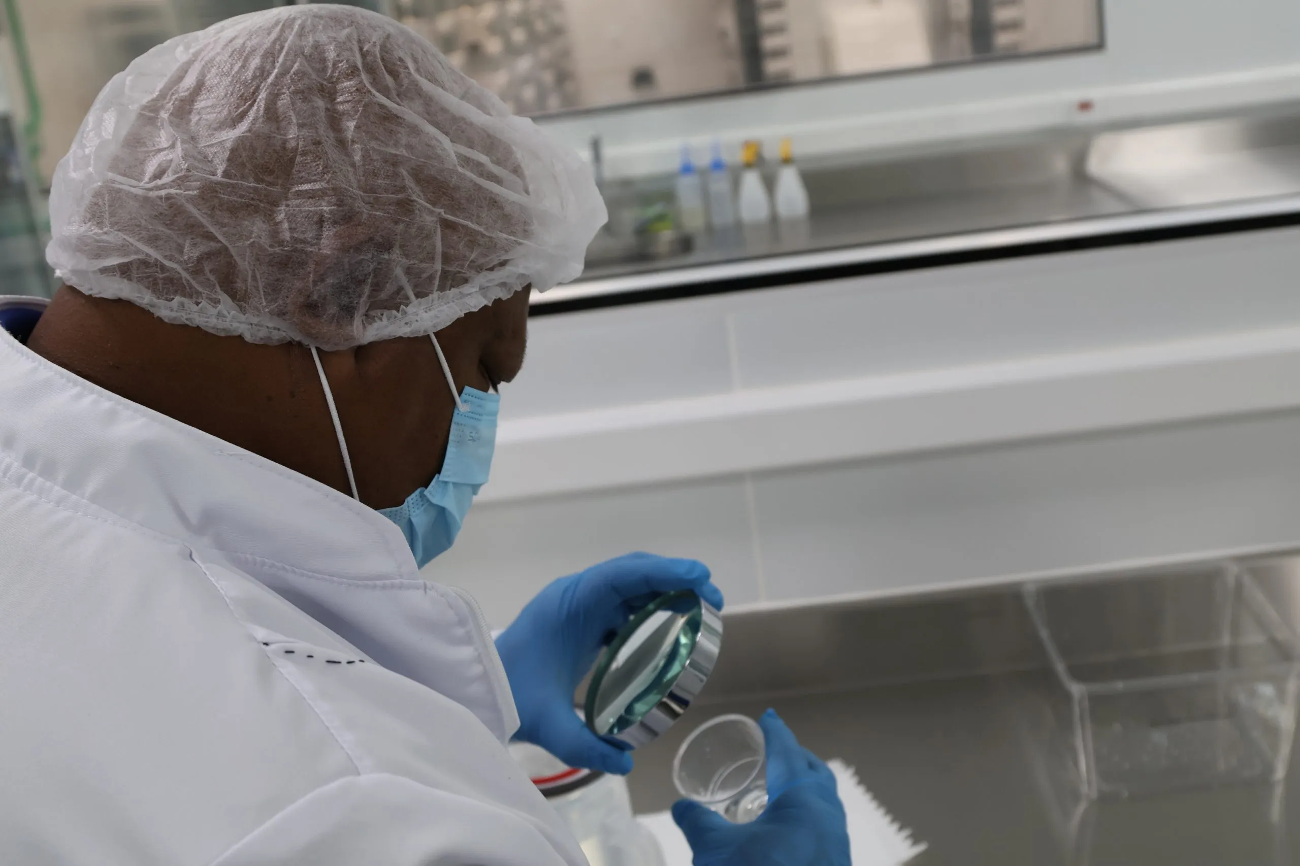 Curitiba vai liberar Aedes aegypti com bactéria para frear a transmissão da dengue