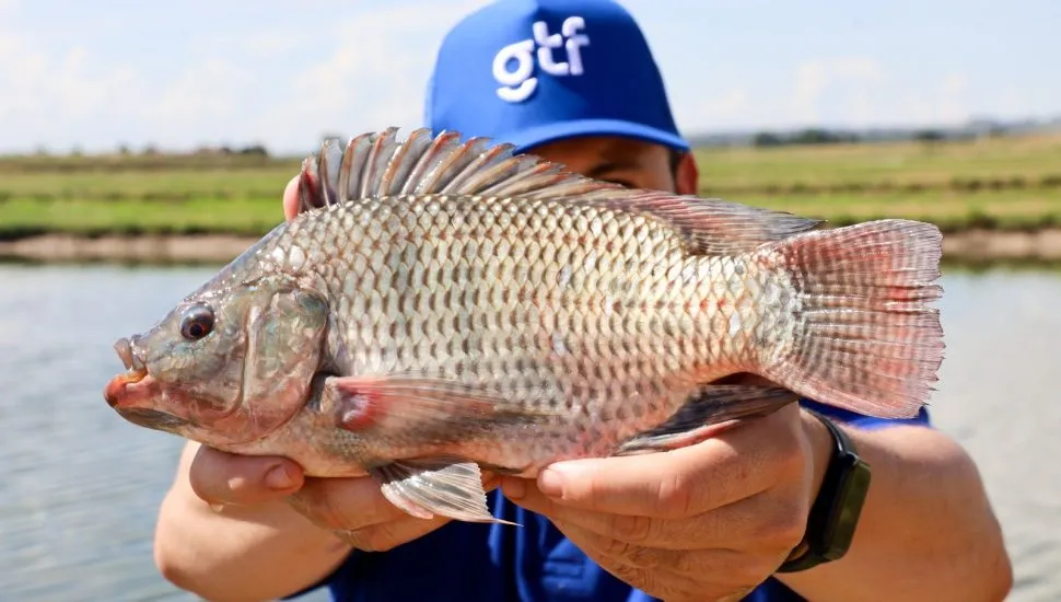 Homem com boné azul escrito GTF em branco, segurando um peixe nas mãos, com os braços esticados para frente, em frente à câmera / fazenda de tilápia
