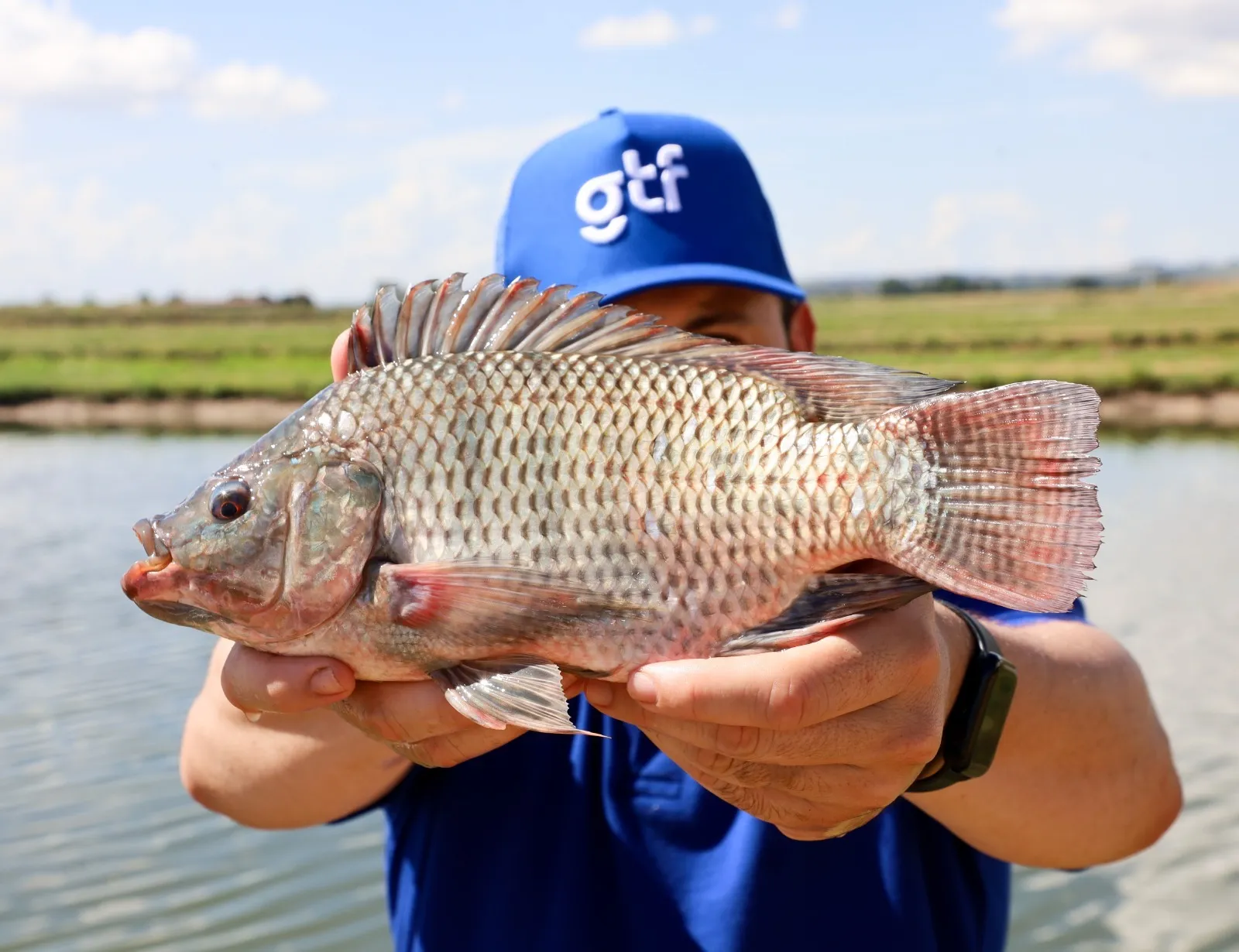 Homem com boné azul escrito GTF em branco, segurando um peixe nas mãos, com os braços esticados para frente, em frente à câmera / fazenda de tilápia