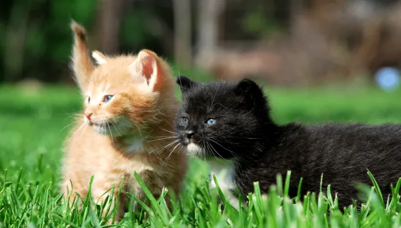 Nomes combinando: 10 opções interessantes para dois gatos