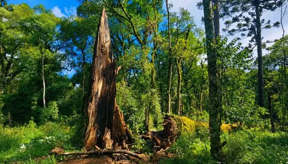 Por que araucárias gigantes tombaram no Sul do Brasil?