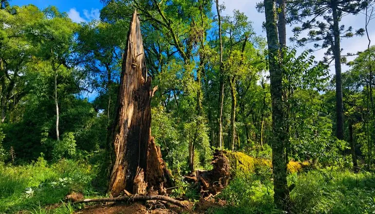 Por que araucárias gigantes tombaram no Sul do Brasil?