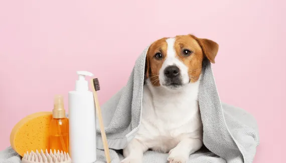 Banho no inverno: 6 dicas para garantir a segurança e o conforto dos animais