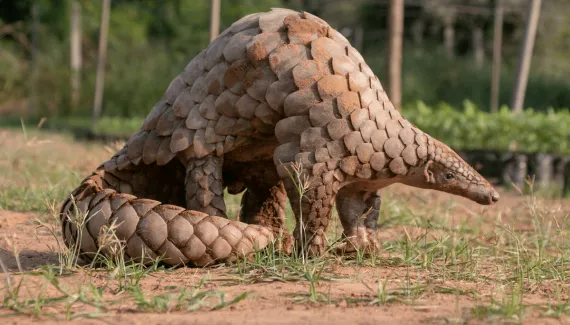 Pangolim: 8 curiosidades sobre esse mamífero com escamas 