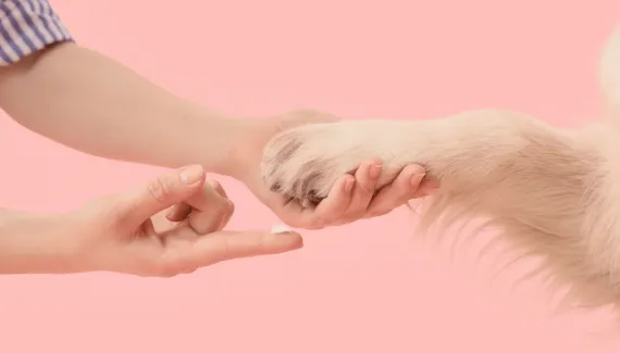 Almofadinhas ressecadas: veja como evitar e tratar esse problema nas patas dos pets