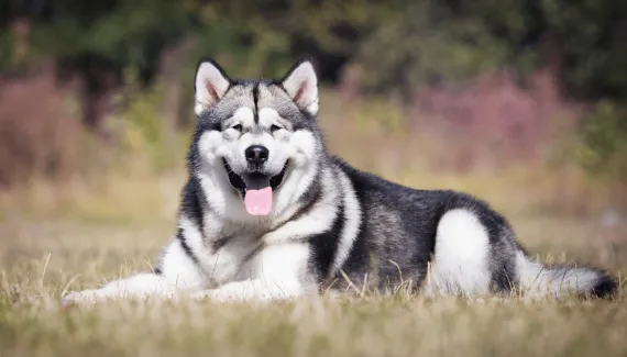Cachorros estadunidenses: 5 raças originárias dos Estados Unidos 