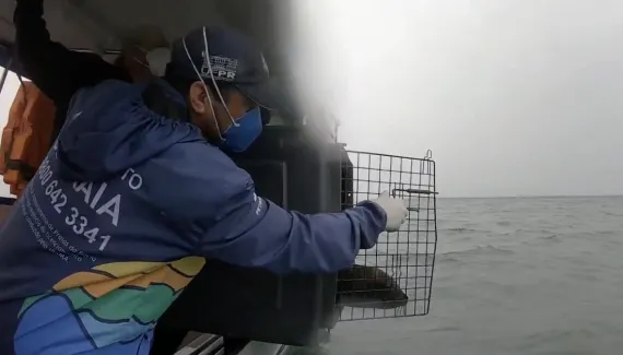 Lobo-marinho ganha chip rastreador após resgate no Litoral do Paraná