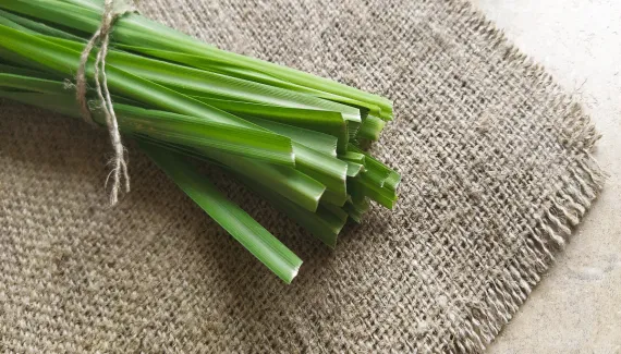 Para que serve o capim-santo: 5 benefícios da planta para a saúde