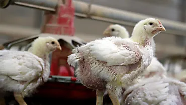 China amplia exportações de frango e avanço pode prejudicar o Paraná