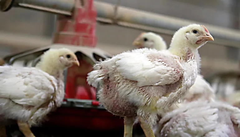 China amplia exportações de frango e avanço pode prejudicar o Paraná