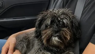 Golpista cria foto com IA para enganar tutora de cachorra desaparecida no Paraná