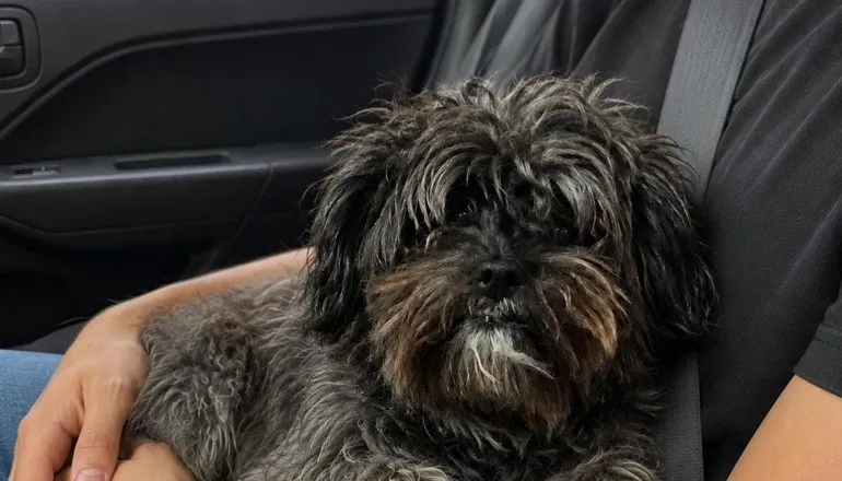 Golpista cria foto com IA para enganar tutora de cachorra desaparecida no Paraná