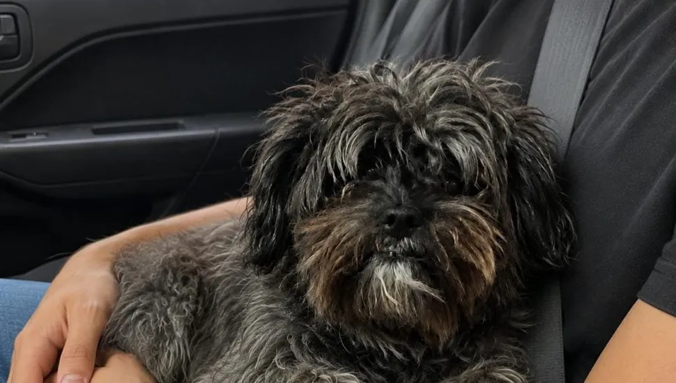A imagem mostra uma cachorrinha cinzenta com manchas brancas no colo de uma pessoa, dentro de um carro.