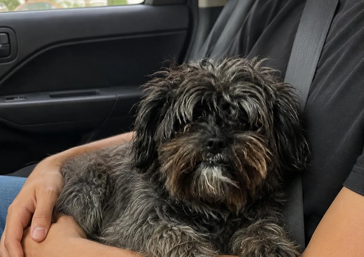 A imagem mostra uma cachorrinha cinzenta com manchas brancas no colo de uma pessoa, dentro de um carro.
