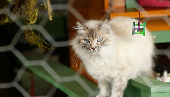 Animais vivos não poderão mais ser usados como prêmios no Paraná