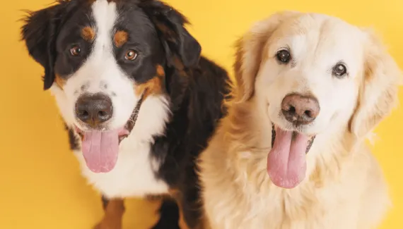 Nomes combinando: 10 opções perfeitas para dois cachorros 