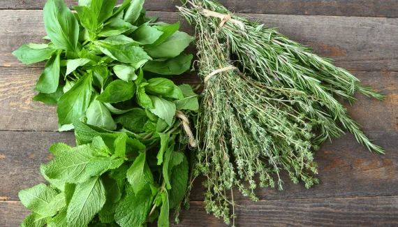 5 plantas aromáticas para cultivar em casa e aproveitar os seus benefícios para a saúde