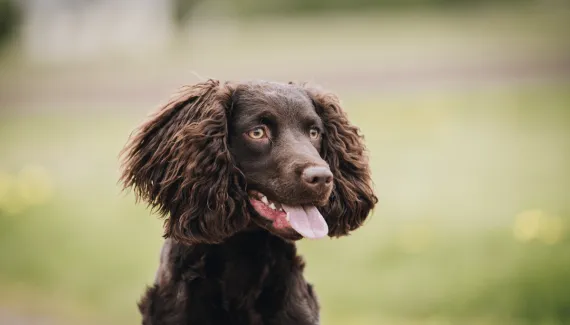 Cão d’água americano: conheça as características do cachorro dessa raça 