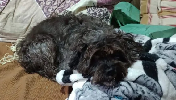 Cachorra desaparecida é encontrada após tutora cair em golpe com IA