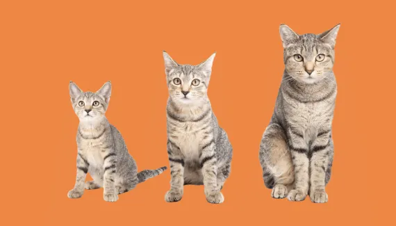 Idade do gato: saiba em qual fase da vida está o seu pet