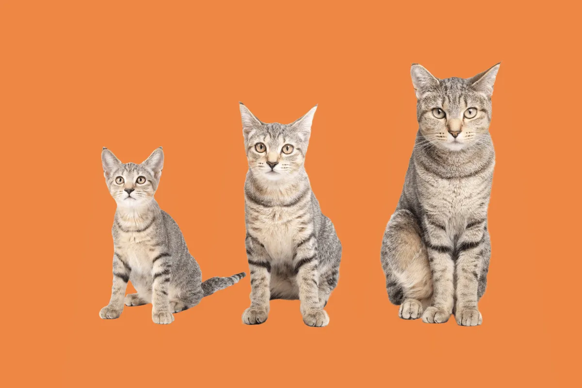 Idade do gato: saiba em qual fase da vida está o seu pet