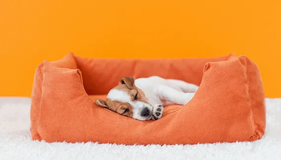 6 dicas para acostumar o filhote a dormir na caminha dele