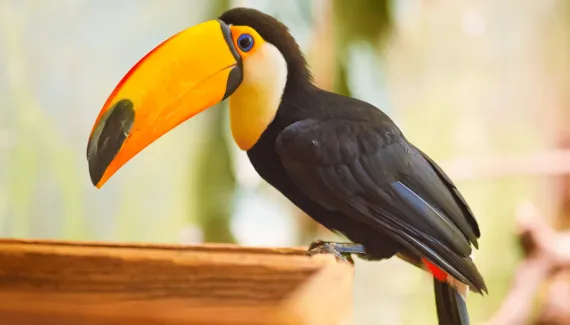 Tucanos: 7 curiosidades sobre essas aves coloridas 