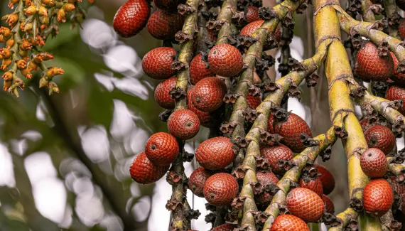 Buriti: descubra os benefícios do fruto e como incluí-lo na alimentação