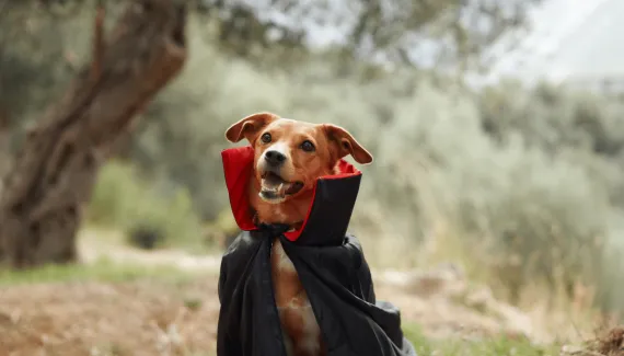 Saga Crepúsculo: veja 10 nomes para cachorro inspirados nos personagens 