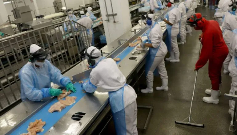 Frango do Paraná dribla guerra e Ormuz com novas rotas e produtos de maior valor