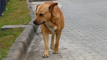 Imagem mostra um cachorro caramelo na beira de uma rua. O cão está olhando para o lado com uma feição triste.