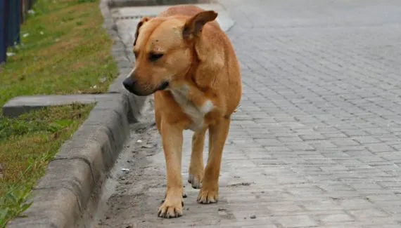 Motoristas que abandonam animais em rodovias podem perder CNH definitivamente