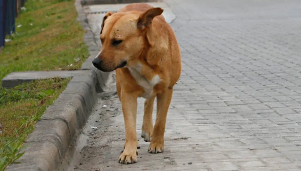 Imagem mostra um cachorro caramelo na beira de uma rua. O cão está olhando para o lado com uma feição triste.