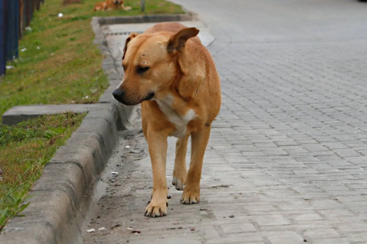 Imagem mostra um cachorro caramelo na beira de uma rua. O cão está olhando para o lado com uma feição triste.