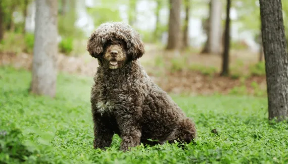 Cachorros portugueses: 5 raças originárias de Portugal